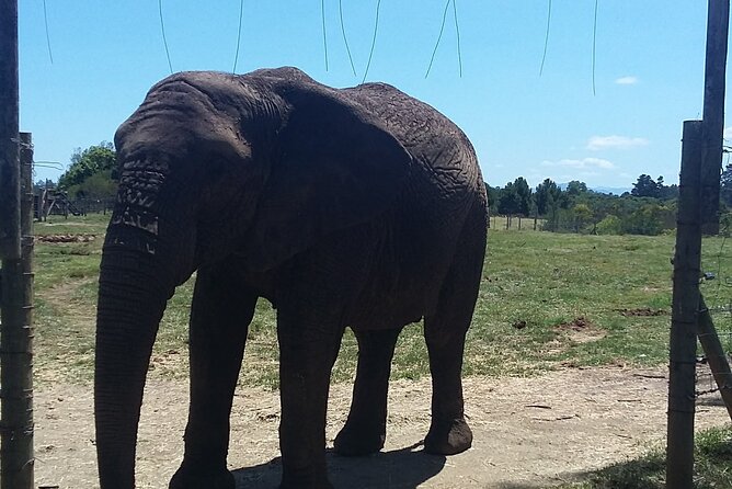 Big Five Safari Tour Near Cape Town Full Day Tour - Duration and Pickup Information