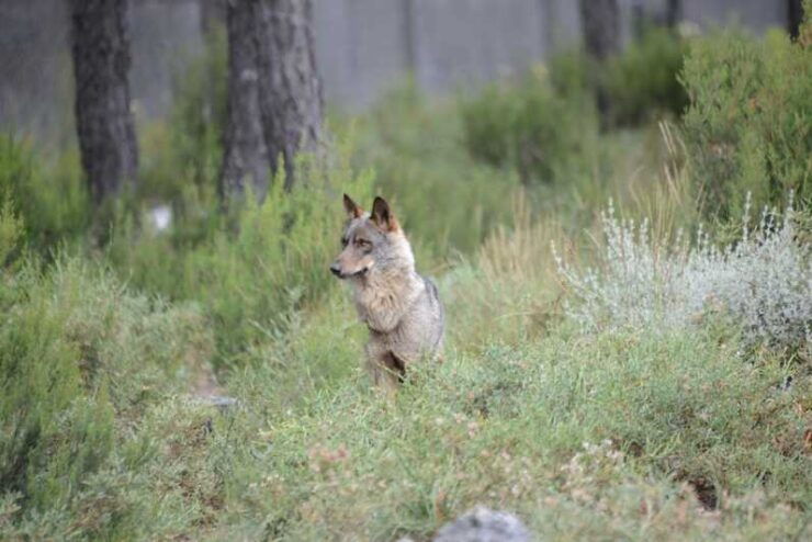 Big Five - Good To Know