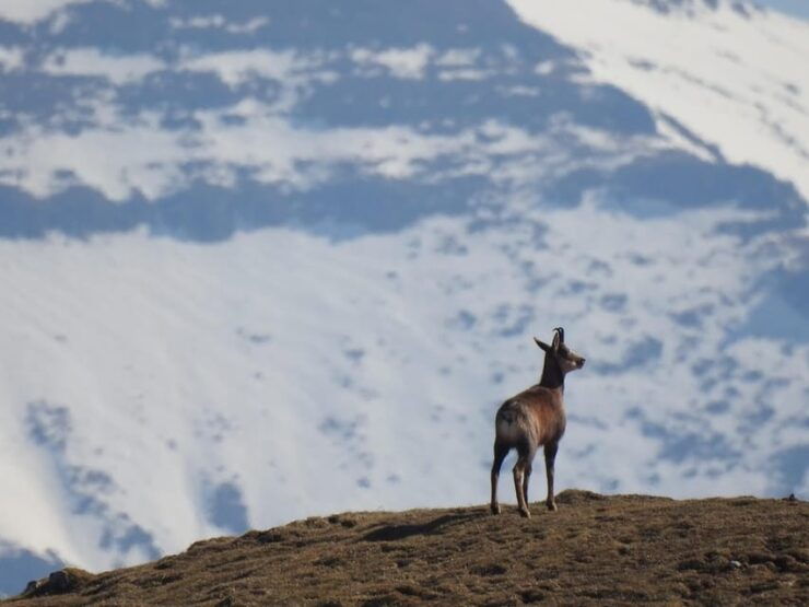 Big Five - Biodiversity Exploration