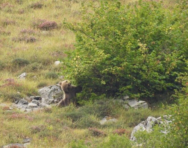 Big Five - Wildlife Spotting Highlights