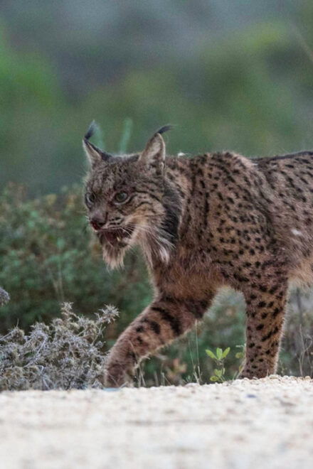 Big Five - Itinerary and Activities