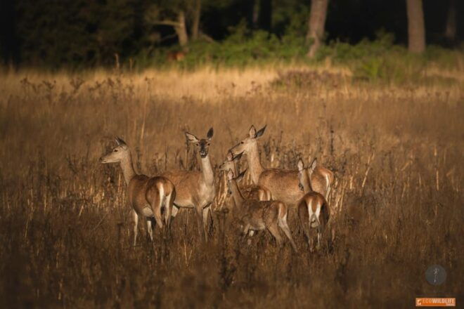 Big Five - Booking and Flexibility