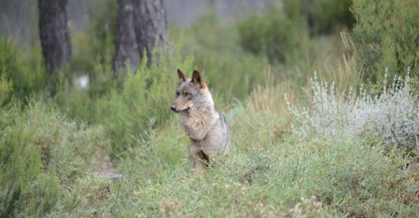 Big Five - About the Group Size