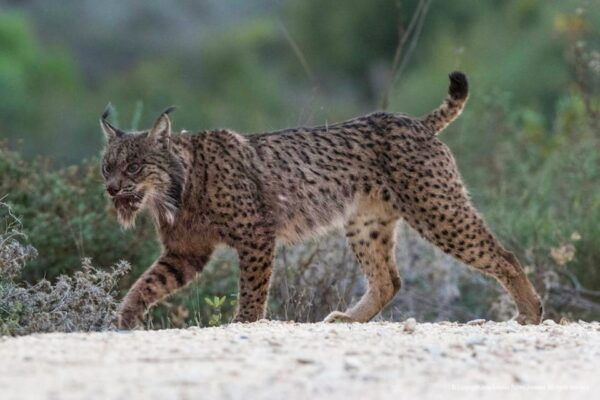 Big Five - Suitability and Accessibility