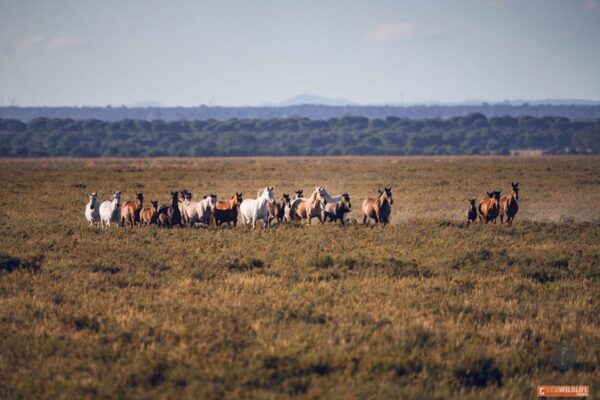 Big Five - Frequently Asked Questions