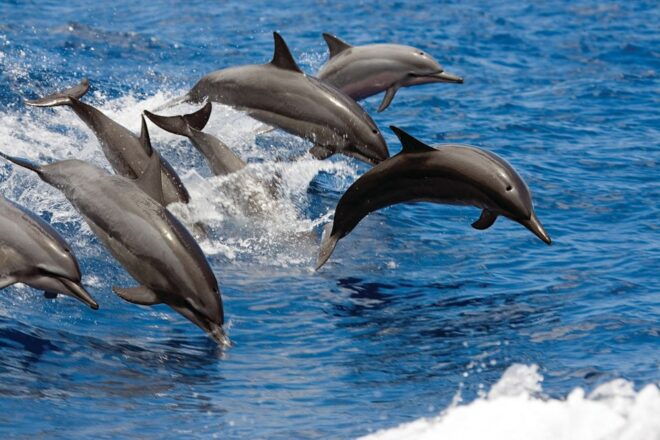 Big Island: 3 Hour Waikoloa Snorkeling & Sailing Adventure - Additional Information and Amenities