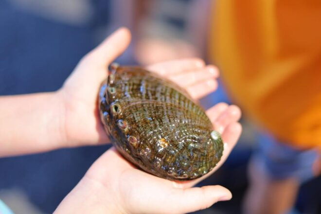 Big Island: Abalone Farm Guided Tour With Tasting - Accessibility Information