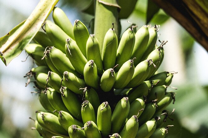 Big Island Farms Tour in Hawaii - Miscellaneous Information