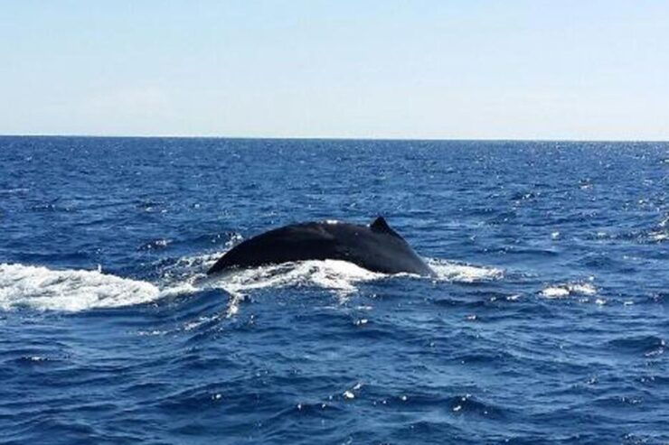 Big Island Guaranteed Whale Watch A-Bay Waikoloa - Activity Details