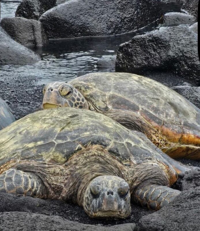 Big Island Half-Day Tour with Lunch - Punaluʻu’s black sand and sea turtles