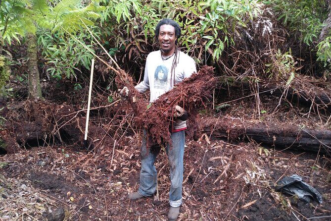 Big Island Jungle Tour with Banana and Guava Green Tea - Final Thoughts: Is It Worth It?