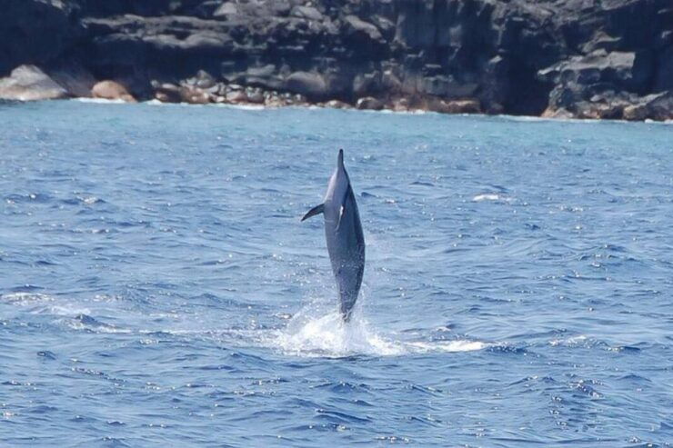 Big Island: Kealakekua Bay, Captain Cook & Marine Life Tour - Activity Details