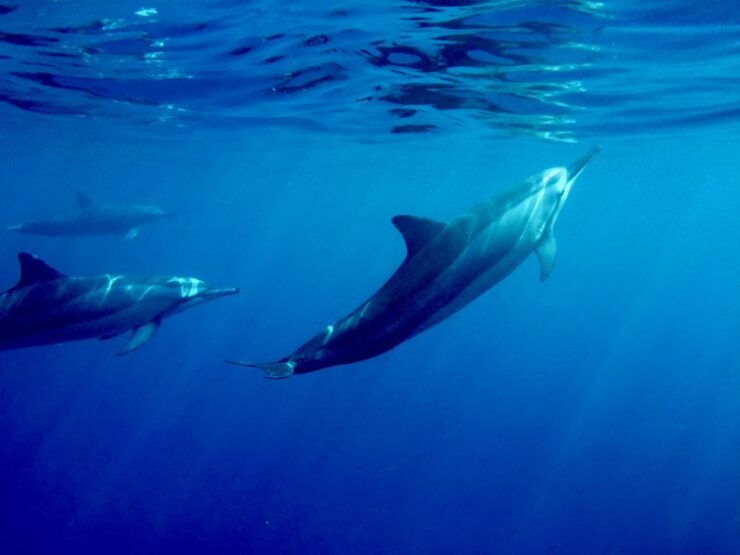 Big Island: Kealakekua Bay, Captain Cook & Marine Life Tour - Experience