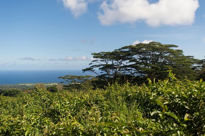 Big Island Kohala Canopy Zipline Adventure - Inclusions and Logistics