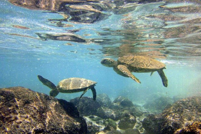 Big Island: Kona Half-Day Boat Tour With Snorkeling & Lunch - Full Description of the Tour