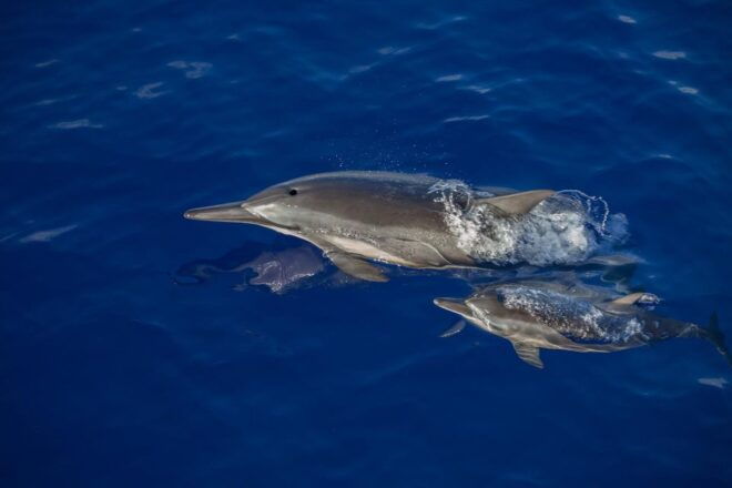 Big Island: Kona Raft and Snorkel Adventure - Inclusions