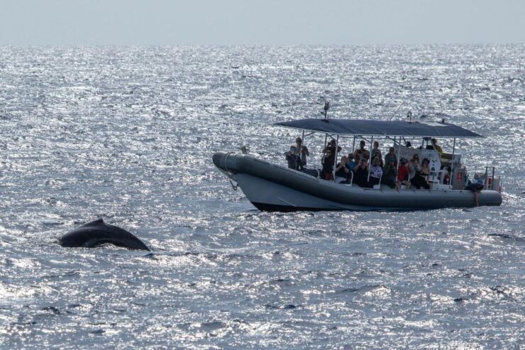 Big Island: Kona Super Raft Whale Watch - Experience