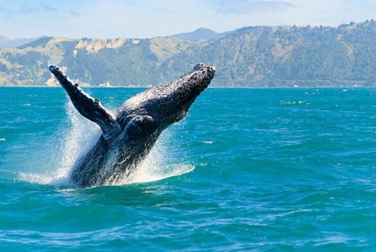 Big Island: Kona Whale Watching Tour - Tour Duration and Guide Availability