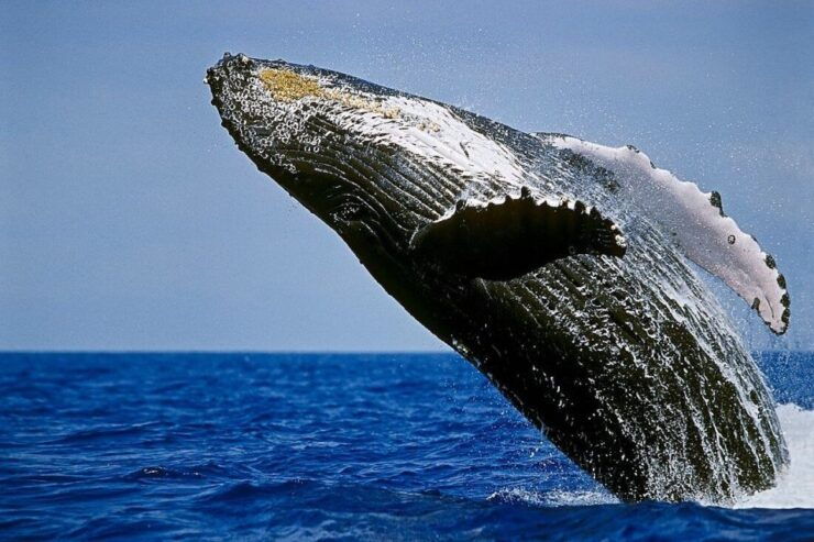 Big Island: Kona Whale Watching Tour - Location Details and Meeting Point