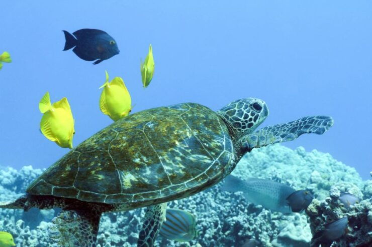 Big Island: Luxury Catamaran Trip Along the Kona Coast - Itinerary and Schedule