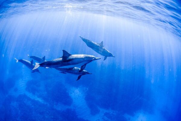 Big Island: Luxury Catamaran Trip Along the Kona Coast - Onboard Dining and Refreshments