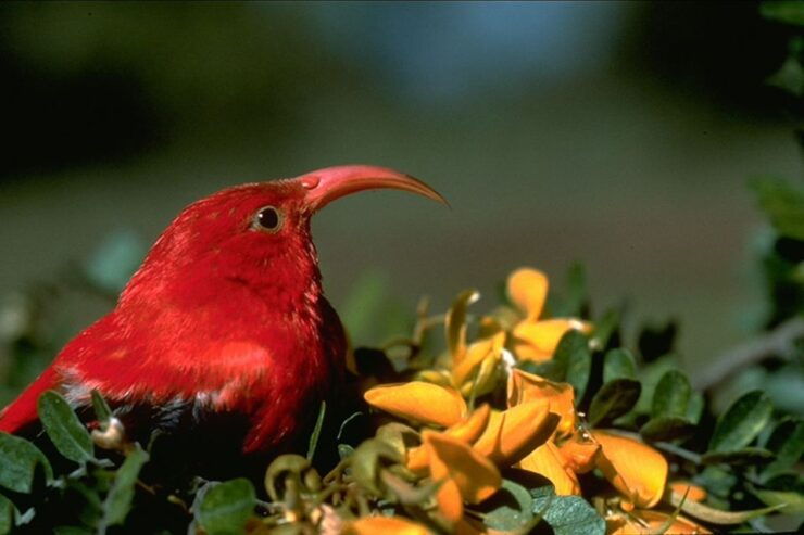 Big Island: Native Bird Watching & Hiking Tour - Experience