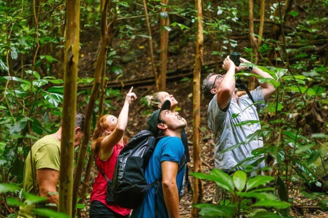 Big Island: Native Bird Watching & Hiking Tour - Availability