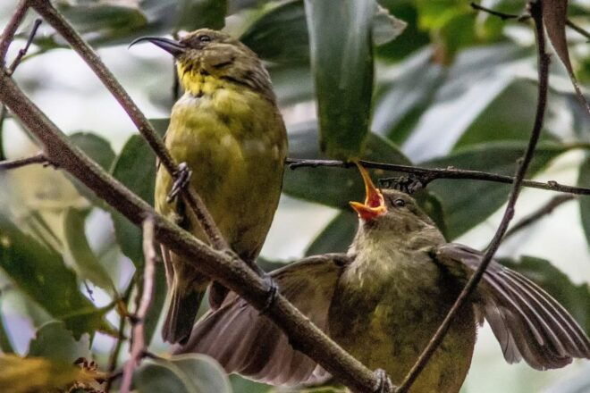 Big Island: Native Bird Watching & Hiking Tour - Group Size