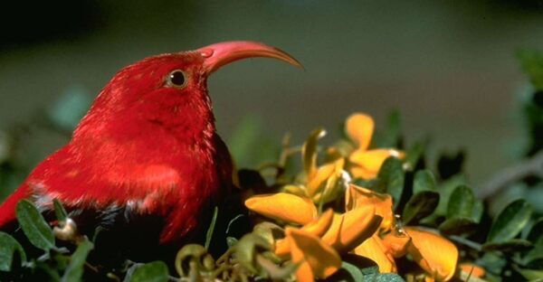 Big Island: Native Bird Watching & Hiking Tour - Common Questions