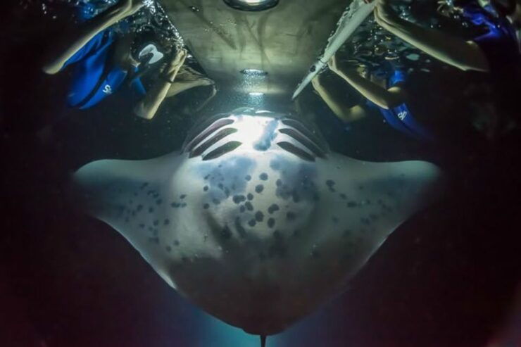 Big Island: Night Swim With Manta Ray With Hot Chocolate - Activity Details