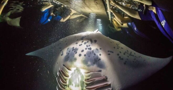 Big Island: Night Swim With Manta Ray With Hot Chocolate - Review Summary