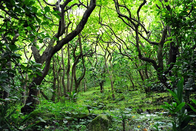 Big Island - North Island Jungle Driving Tour - The Sum Up