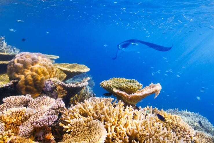 Big Island: Snorkel With Manta Rays - Manta Guarantee - Experience