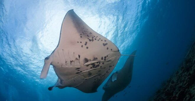 Big Island: Snorkel With Manta Rays - Manta Guarantee - Meeting Point and Check-in