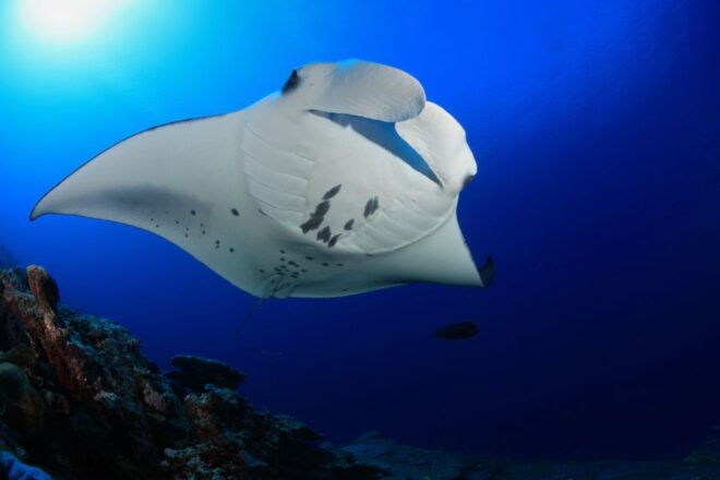 Big Island: Snorkel With Manta Rays - Manta Guarantee - Expert Tour Guides