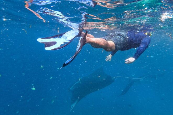 Big Island: Snorkel With Manta Rays - Manta Guarantee - Common Questions