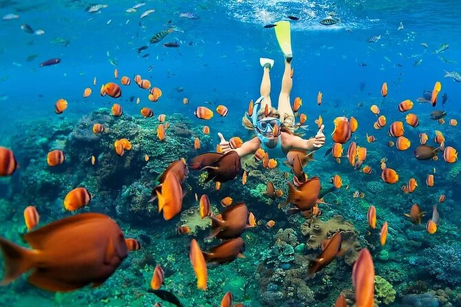 Big Island Speed Boat Snorkel Dolphin and Whale Watch Combo  - Big Island of Hawaii - Pricing and Booking