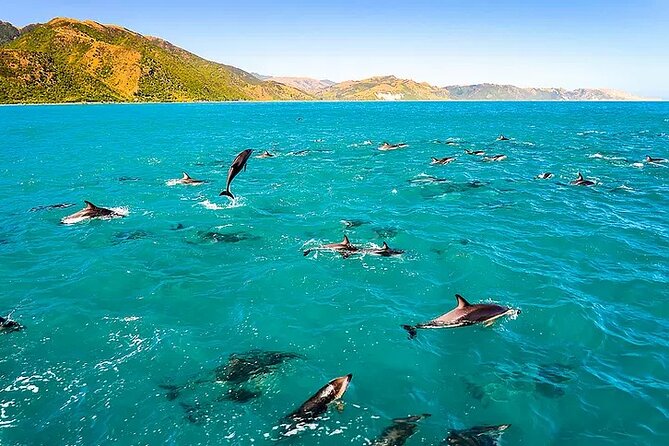 Big Island Speed Boat Snorkel Dolphin and Whale Watch Combo  - Big Island of Hawaii - Inclusions