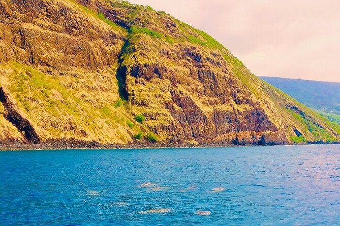 Big Island Speed Boat Snorkel Dolphin and Whale Watch Combo  - Big Island of Hawaii - The Sum Up