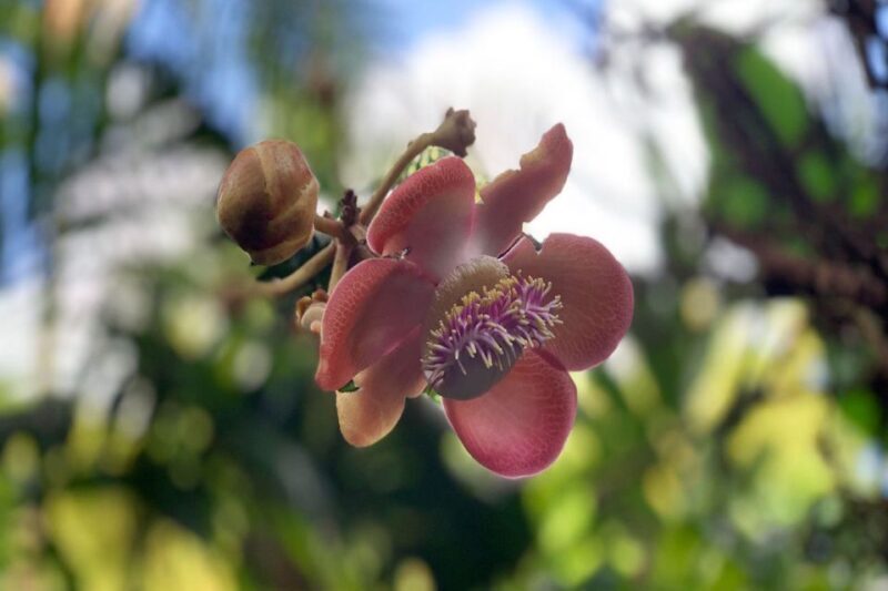 Big Island: Waterfall Tour with Swimming & Botanical Garden - Who Should Book This Tour?