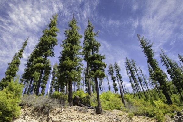 Big Sky Self-Guided Driving Tour - Customer Reviews