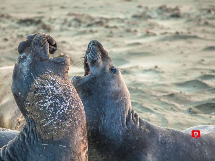 Big Sur Highway 1: Self-Guided Audio Driving Tour - Activity Details