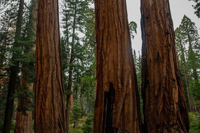 Big Sur Private Charter From San Francisco by Luxury SUV 10 Hrs - Booking Information and Pricing