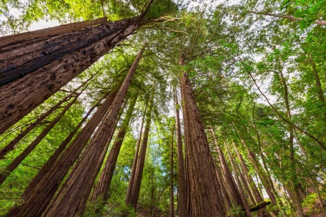 Big Sur: Sightseeing Tour With 4 to 5 Stops - Exploring Big Sur State Park and Its Redwood Forest