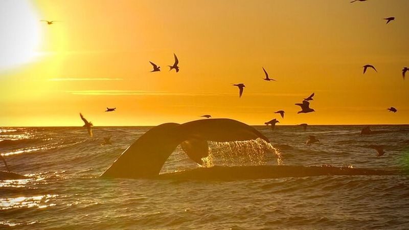 Big whales and puffins boat tour in Husavik - At a glance