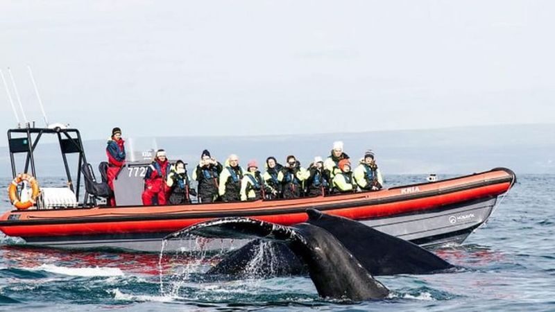 Big whales and puffins boat tour in Husavik - Why take a RIB out from Húsavík?