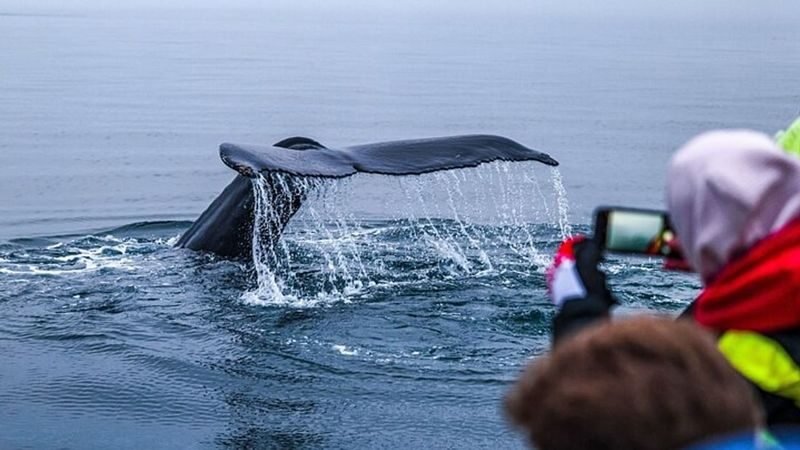 Big whales and puffins boat tour in Husavik - Puffin dates matter