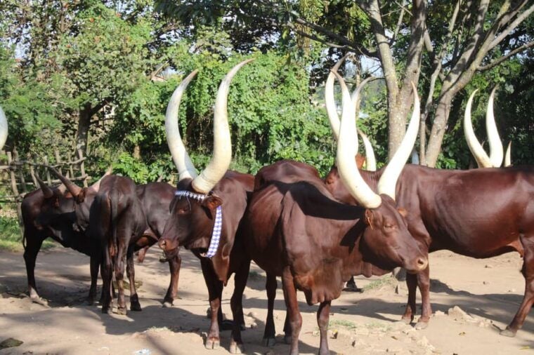 BIGOGWE : Rock Climbing and Cow Milking & Corn Roasting Tour - Why This Tour Is Worth It