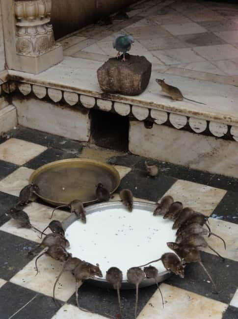 Bikaner: Karni Mata Temple Half-Day Guided Tour - Good To Know
