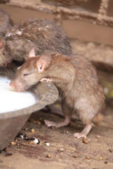 Bikaner: Karni Mata Temple Half-Day Guided Tour - Final Thoughts